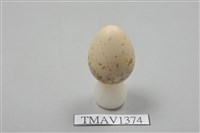 藏品(伯勞卵)的圖片